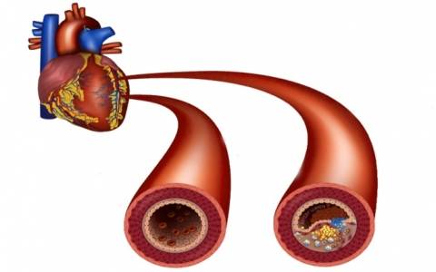 système cardiovasculaire