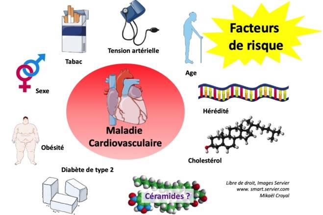 Les Céramides : un nouveau marqueur/facteur de risque cardiovasculaire ?