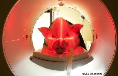 Analyse du métabolisme cérébral du glucose chez le porc par imagerie du 18Fluoro-Déoxy-Glucose en Tomographie d’Emission de Positron (TEP-scan).