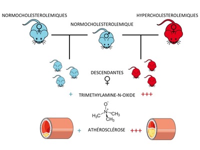 Les femelles souris descendantes de mères hypercholestérolémiques ont des niveaux de triméthylamine-N-oxide plus élevés et présentent un risque plus élevé de développement de l’athérosclérose. © Inra.